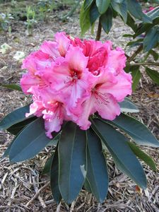 (R. LEM'S CAMEA X R. PINK PETTICOATS)